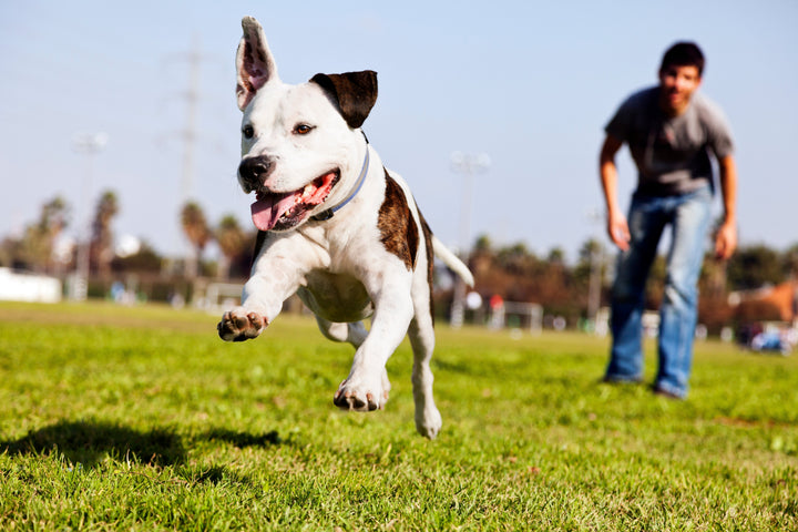 Happy, healthy dog running and jumping