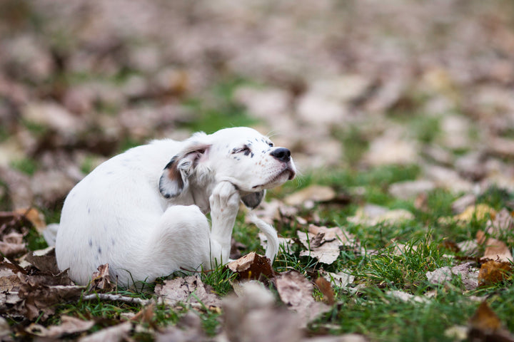 Allergy Season Isn't Over: Why Fall Can Be One of the Worst Times of Year for Itchy Pets