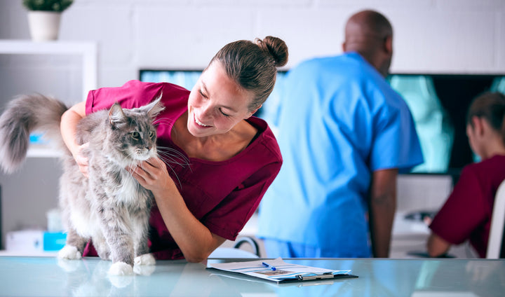 15 Signs Your Dog or Cat May be in Pain